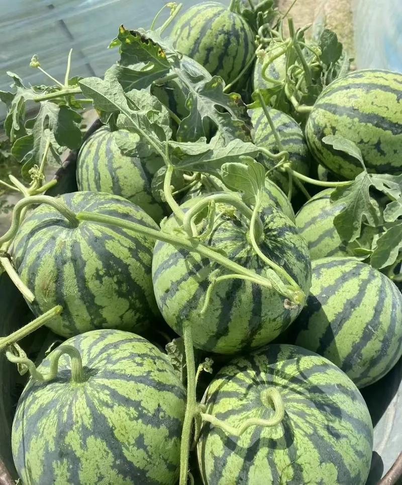 美都西瓜，无籽美都，皮薄肉甜，一手货源，代发全国，