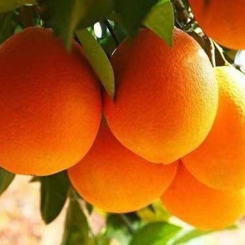 预售特殊气候香甜可口雷波脐橙