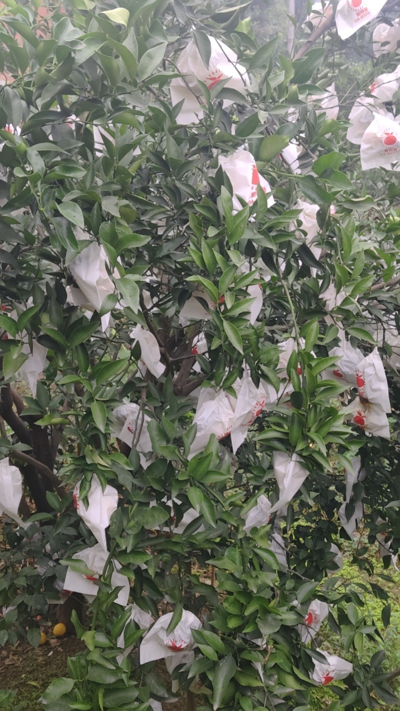 耙耙柑大量预售，要货的老板可以订购了