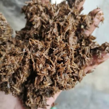 南昌新鲜白酒糟长期大量供应价格实惠营养价值高！
