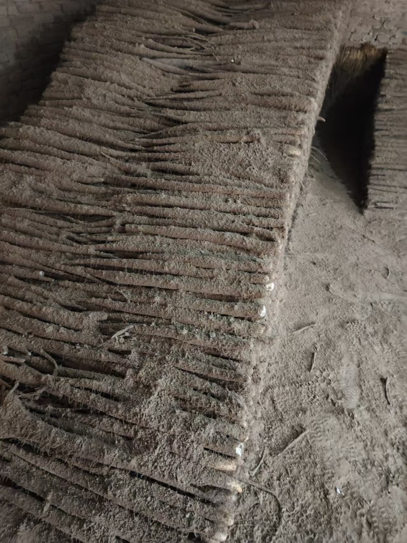 精品白玉山药莘县产地直供大量上市品质好价格低欢迎洽