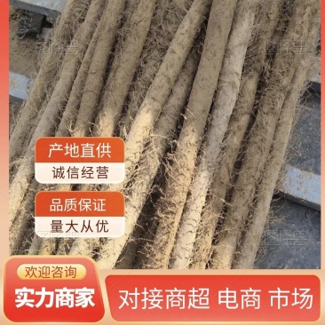 精品白玉山药莘县产地直供品质保证价格低欢迎洽谈