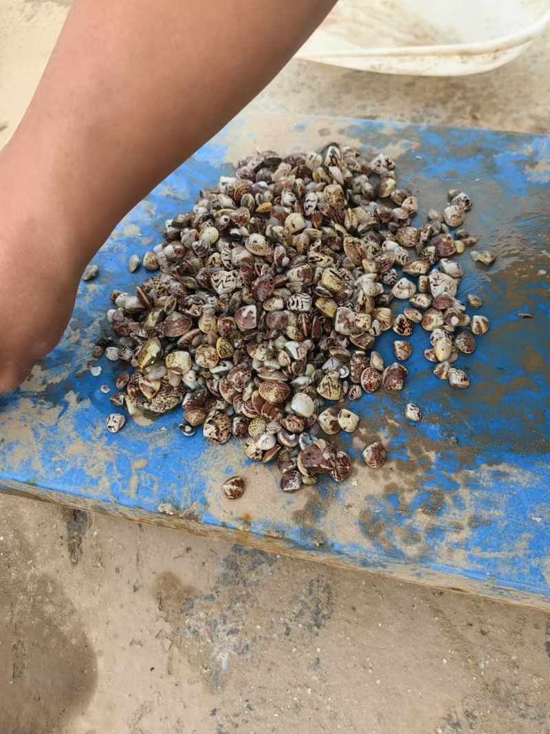 渤海湾鲜活无沙文哈纹蛤苗