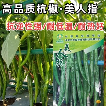 杭椒种子美人指美人椒辣椒种子高产抗病辣味浓线椒农家蔬菜种