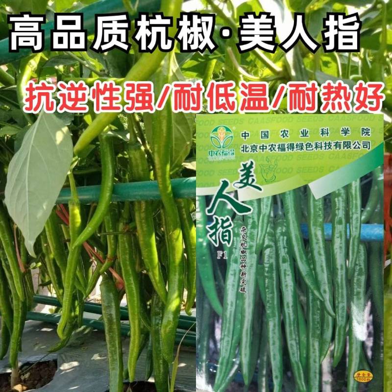 杭椒种子美人指美人椒辣椒种子高产抗病辣味浓线椒农家蔬菜种