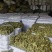 常年供应霜桑叶大货，个子，无黑无霉，全检合格，符合药典