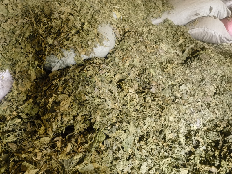 常年供应霜桑叶大货，个子，无黑无霉，全检合格，符合药典