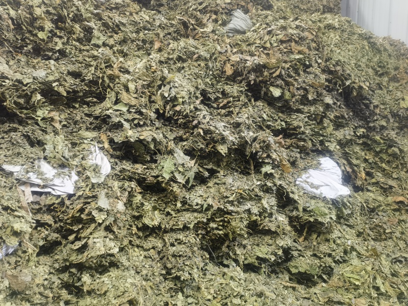 常年供应霜桑叶大货，个子，无黑无霉，全检合格，符合药典