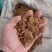 豆饼熟豆饼东北大豆压制榨油后豆饼