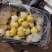 大量收购三两至四两小皇冠梨