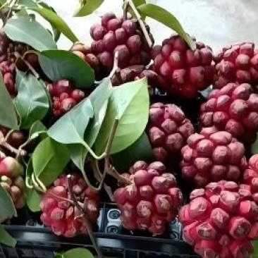 布福娜（次果），树上鲜果