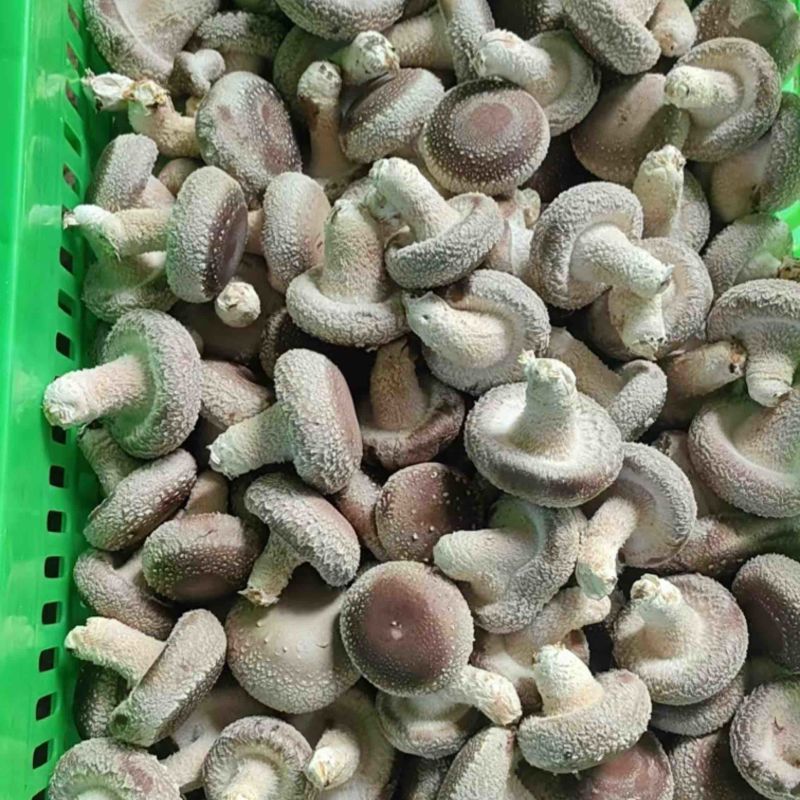 精品白面菇一手货源欢迎全国各地老板来电合作实地考察