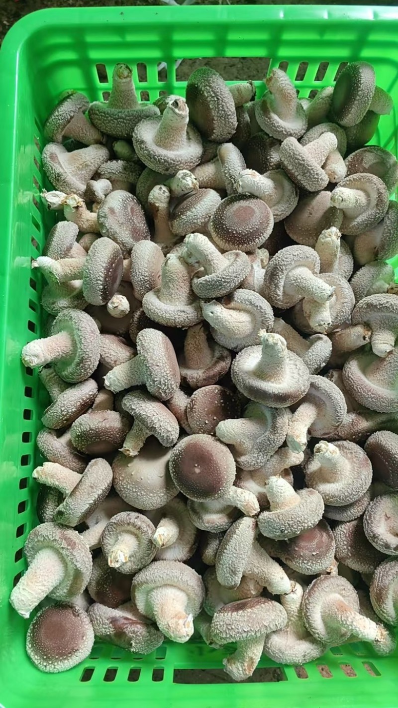 精品白面菇一手货源欢迎全国各地老板来电合作实地考察