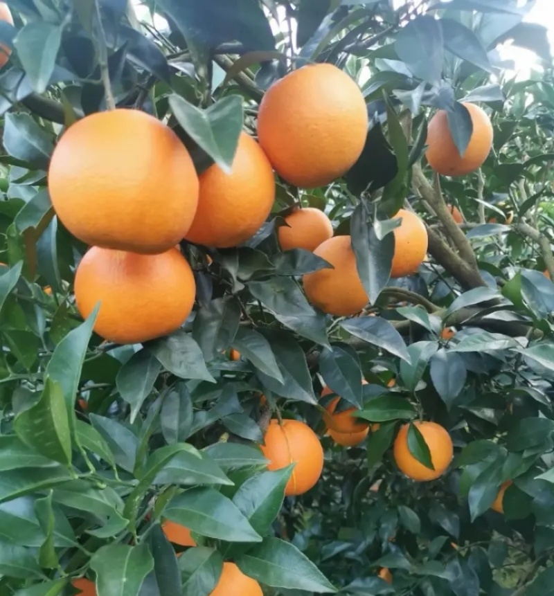 《纽荷尔脐橙》湖北脐橙，现摘现发，基地直供，代发全国