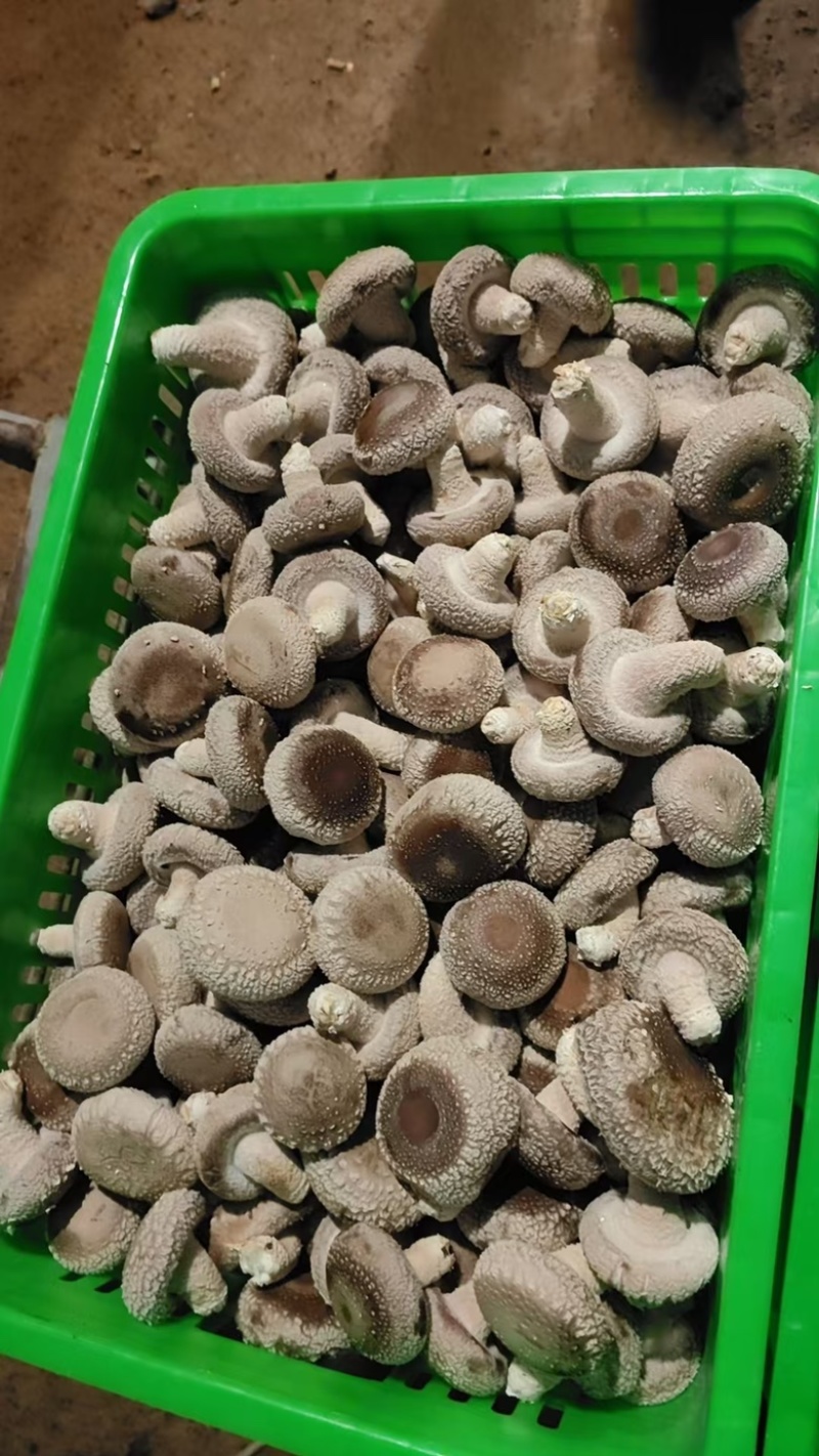 精品白面菇一手货源欢迎全国各地老板来电合作实地考察