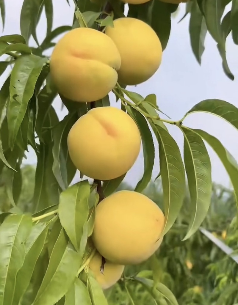 黄桃树苗