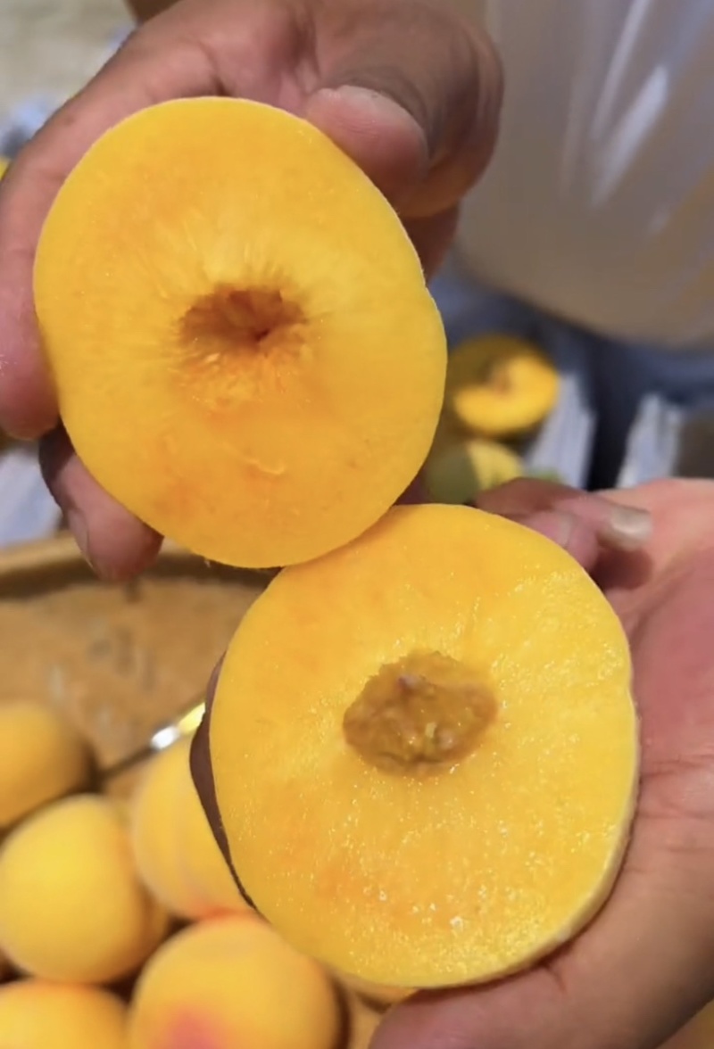 黄桃树苗