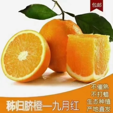 秭归脐橙产地欢迎您的到来