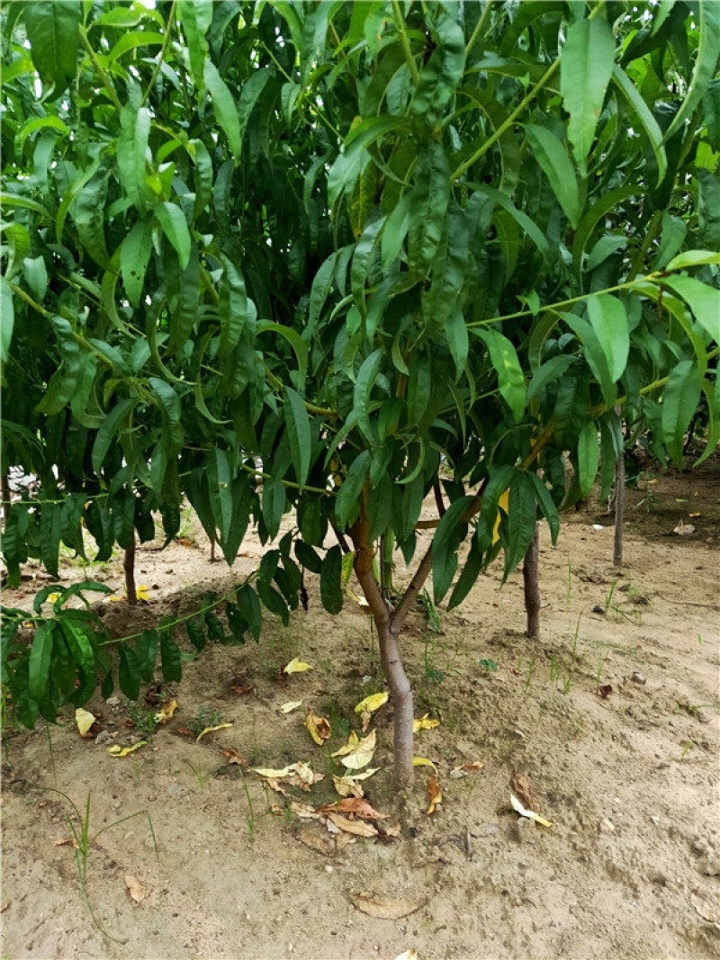 黄桃树苗