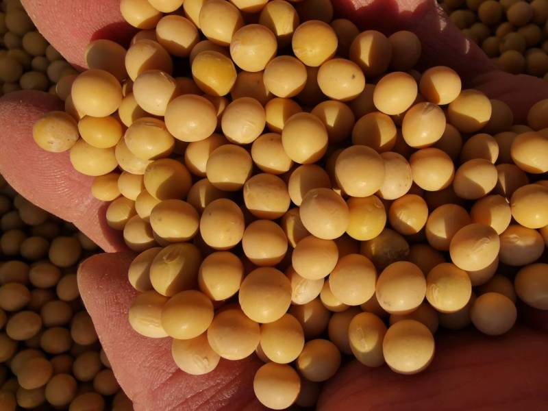 新大豆非转基因蛋白大豆塔选大颗粒黑龙江北大荒