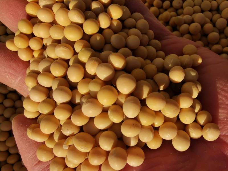 新大豆非转基因蛋白大豆塔选大颗粒黑龙江北大荒