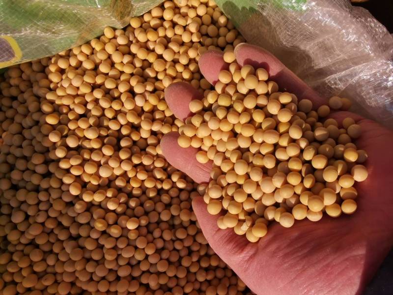 新大豆非转基因蛋白大豆塔选大颗粒黑龙江北大荒
