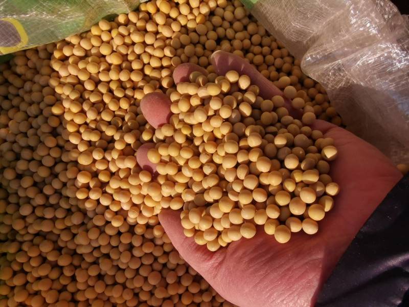 新大豆非转基因蛋白大豆塔选大颗粒黑龙江北大荒