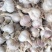 四川红根蒜苗种子，早熟寒蒜种，雪含果蔬合作社