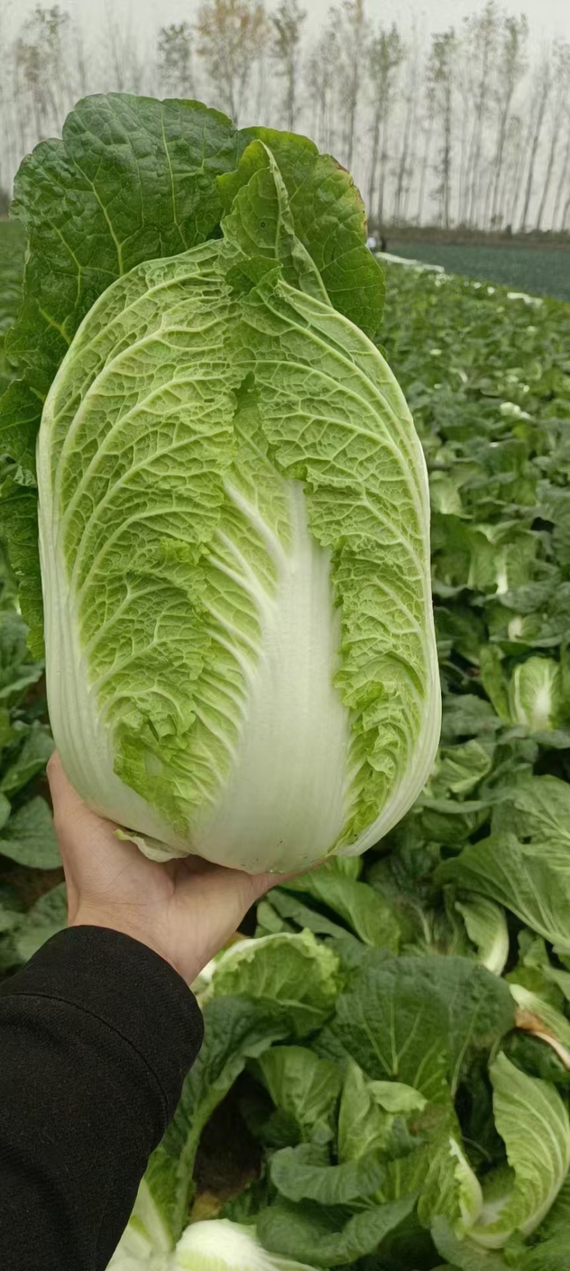 大白菜优质白菜，量大从优，产地直销，全国发货