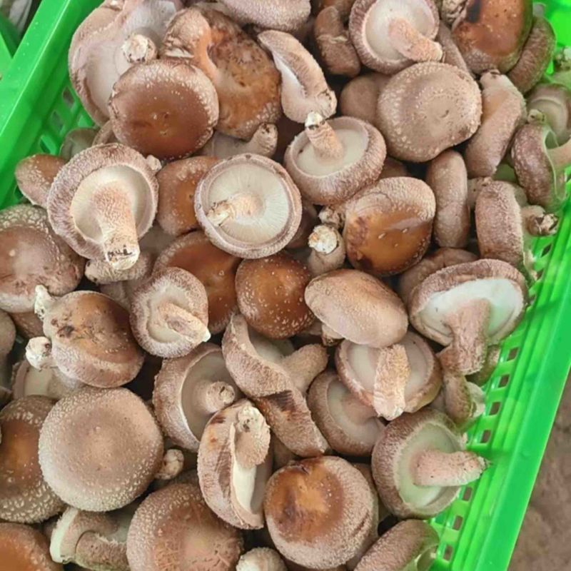精品菜菇一手货源欢迎全国老板来电合作实地考察