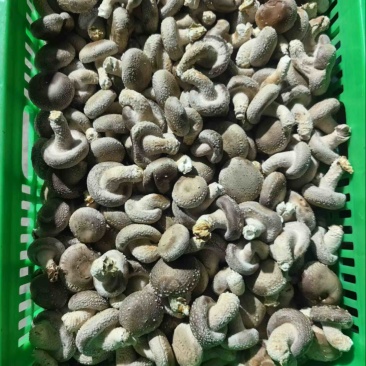 精品小菇一手货源欢迎全国老板来电合作实地考察