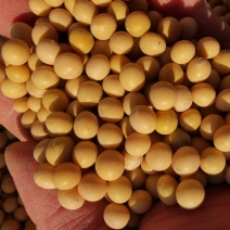 新大豆北大荒大豆东北大豆黑龙江地产精选塔选净粮