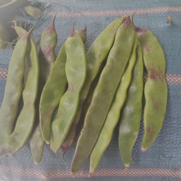 一点红油豆角大量上市需要货的老板全国带收带发质量保证价格便宜