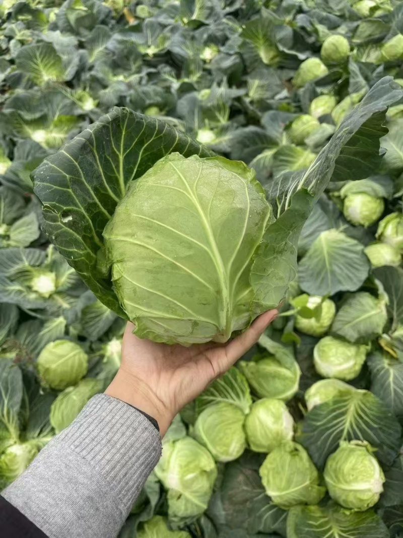 扁包菜，大量上市优质一手货源，可视频看货量大从优