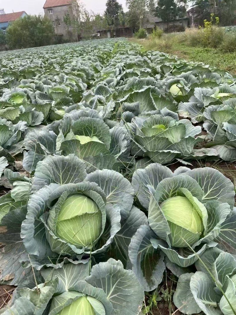 扁包菜，大量上市优质一手货源，可视频看货量大从优
