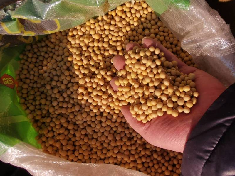 新大豆北大荒大豆东北大豆黑龙江地产精选塔选净粮