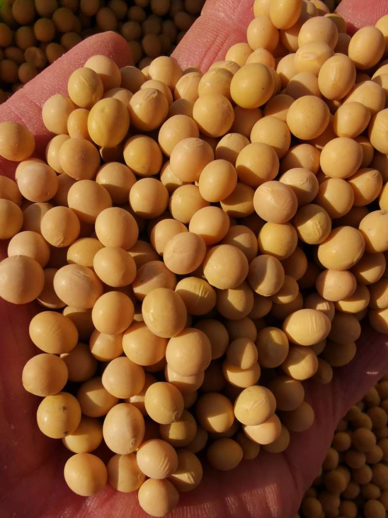 新大豆北大荒大豆东北大豆黑龙江地产精选塔选净粮