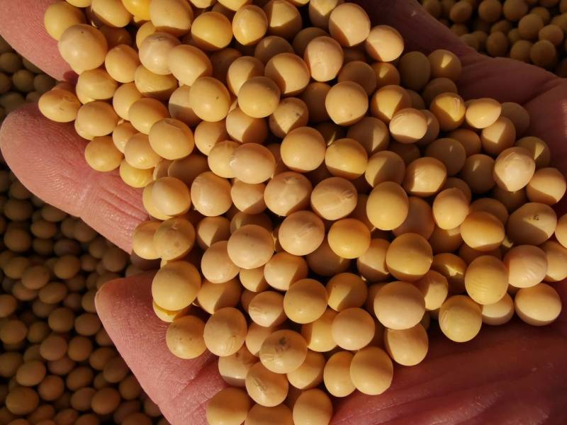 新大豆北大荒大豆东北大豆黑龙江地产精选塔选净粮