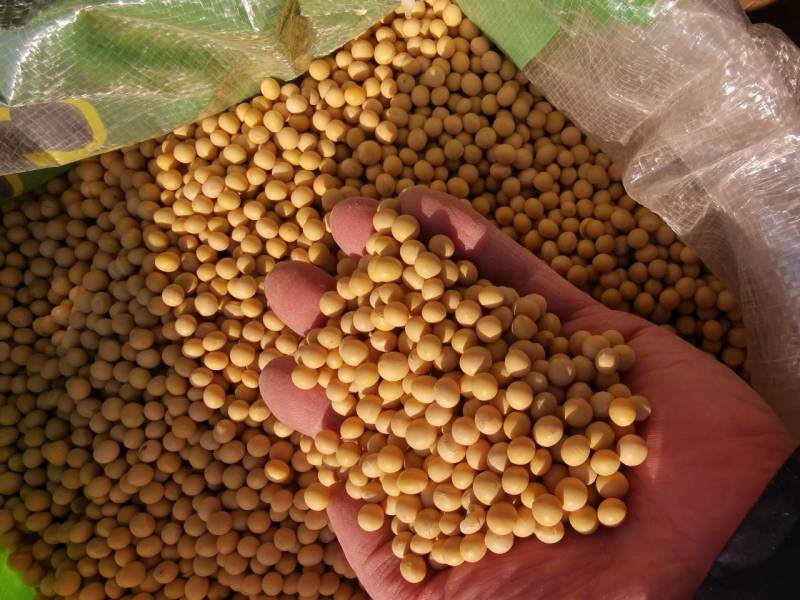 新大豆北大荒大豆东北大豆黑龙江地产精选塔选净粮