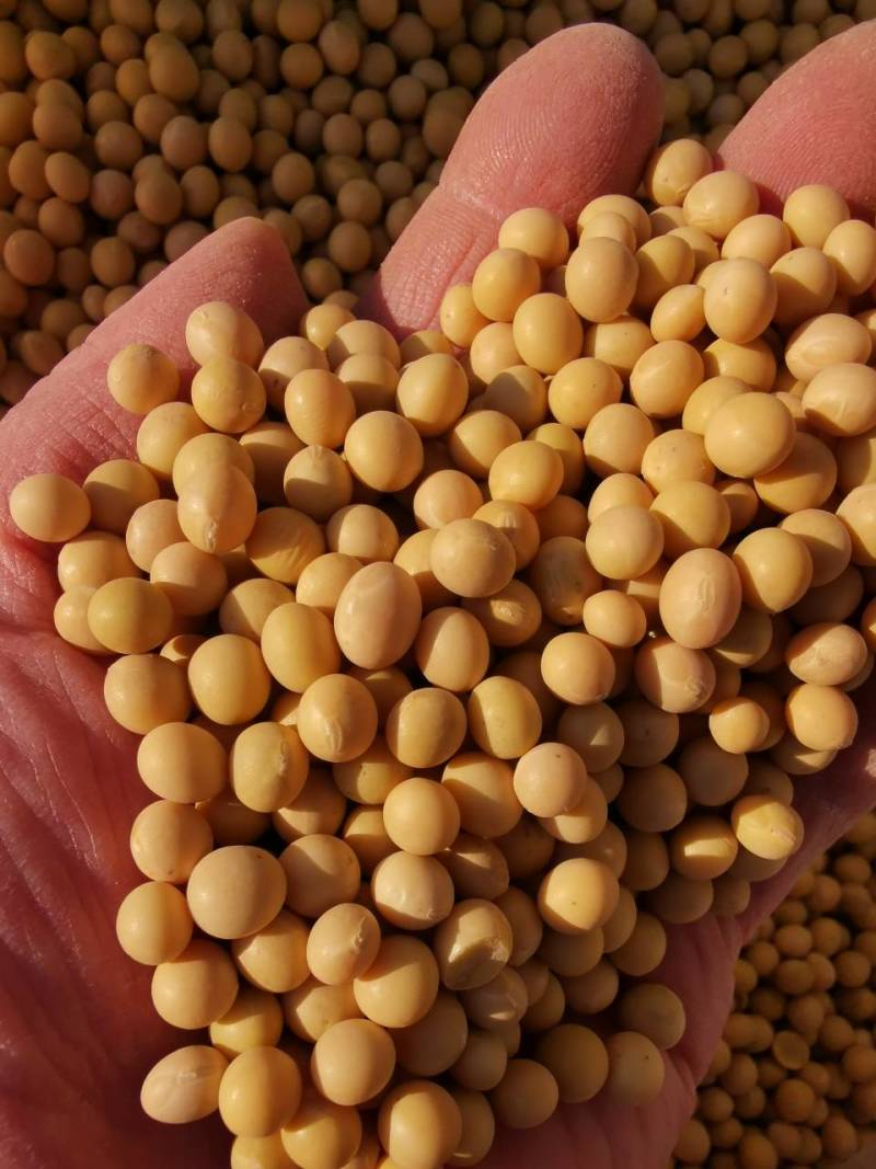 新大豆北大荒大豆东北大豆黑龙江地产精选塔选净粮
