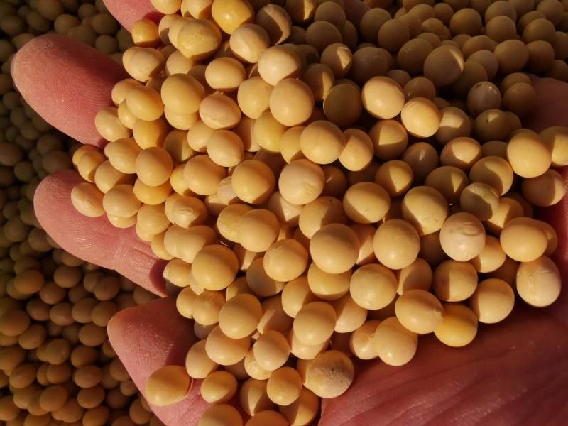 新大豆北大荒大豆东北大豆黑龙江地产精选塔选净粮
