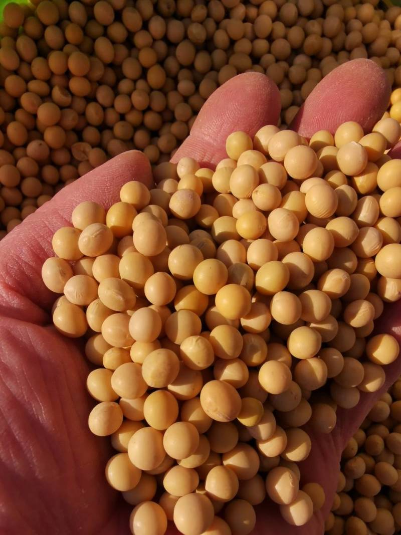 新大豆北大荒大豆东北大豆黑龙江地产精选塔选净粮