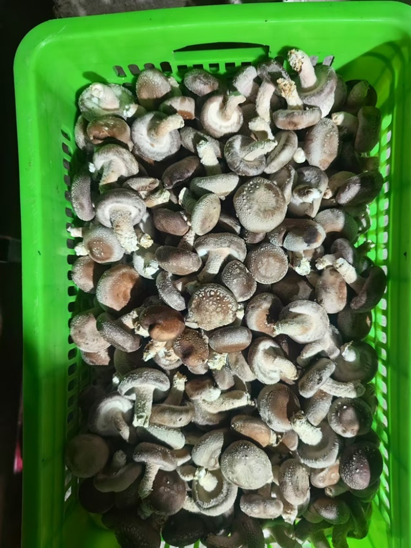 精品小菇一手货源欢迎全国老板来电合作实地考察