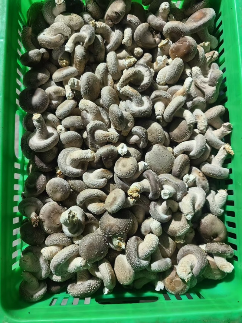 精品小菇一手货源欢迎全国老板来电合作实地考察
