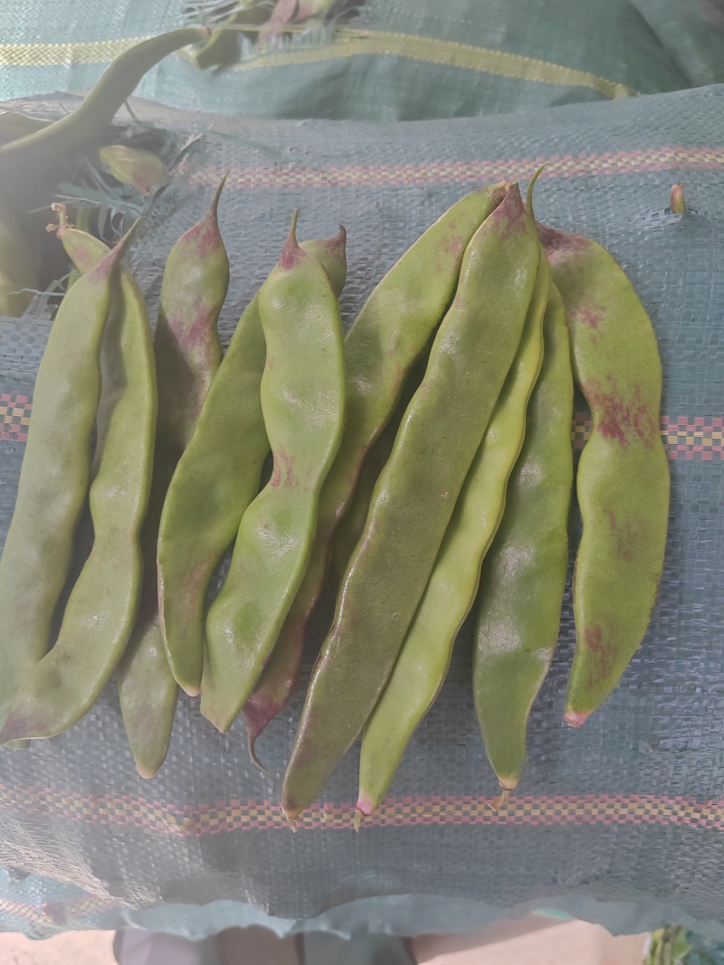 一点红油豆角大量上市需要货的老板全国带收带发质量保证价格便宜