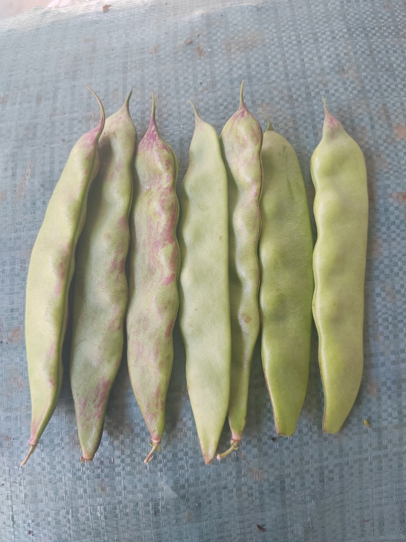 一点红油豆角大量上市需要货的老板全国带收带发质量保证价格便宜