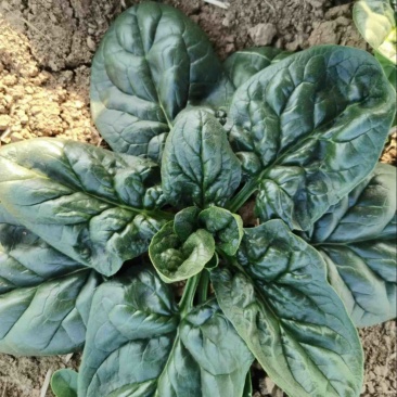 趴地菠菜，海底捞**产品，品质好，价格低
