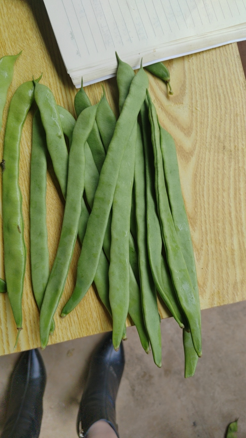 一点红油豆角大量上市需要货的老板全国带收带发质量保证价格便宜