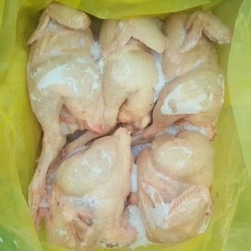 肉食鸡