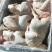 肉食鸡